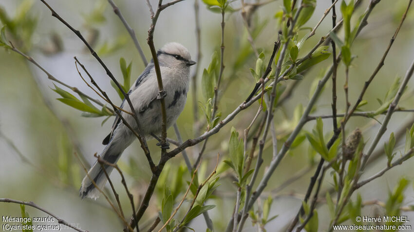 Mésange azurée