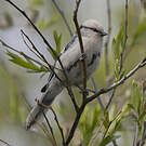 Mésange azurée