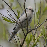 Mésange azurée