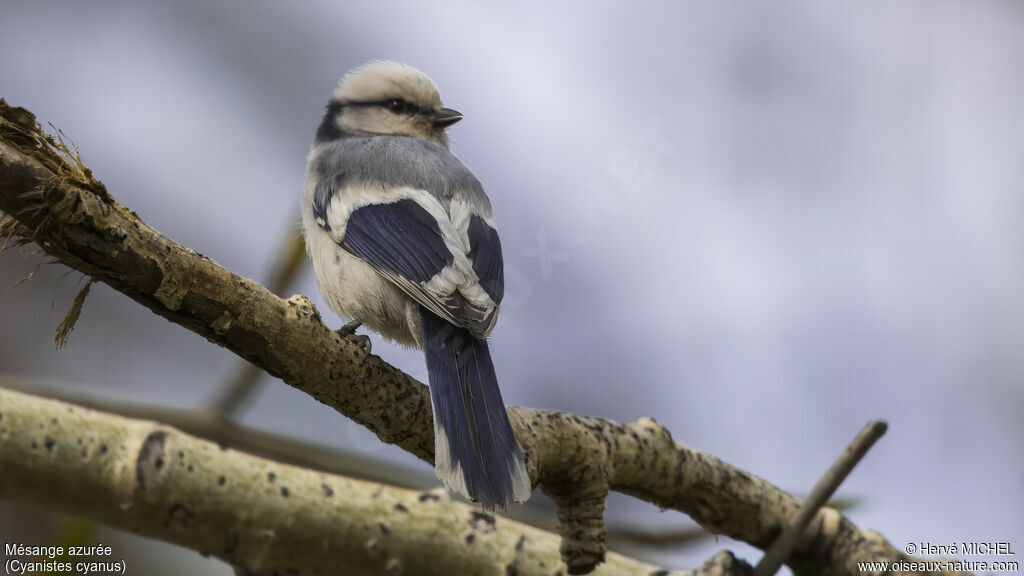 Azure Tit