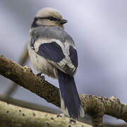 Azure Tit