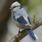 Mésange azurée