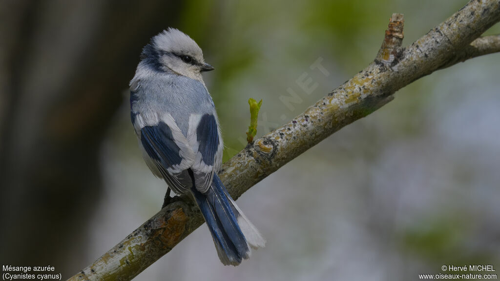 Azure Tit