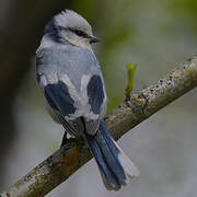 Azure Tit