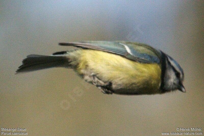 Eurasian Blue Titadult