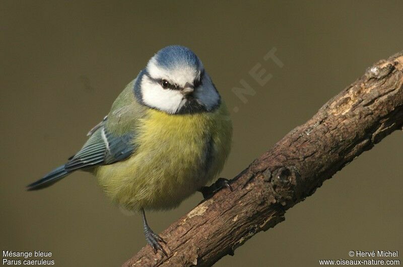 Mésange bleueadulte