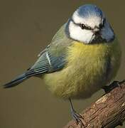 Eurasian Blue Tit