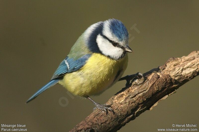 Mésange bleueadulte