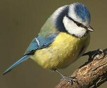 Eurasian Blue Tit