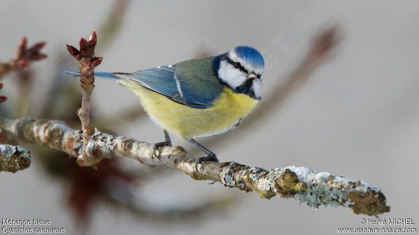 Mésange bleue