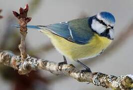 Eurasian Blue Tit