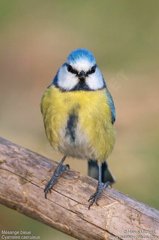 Eurasian Blue Titadult