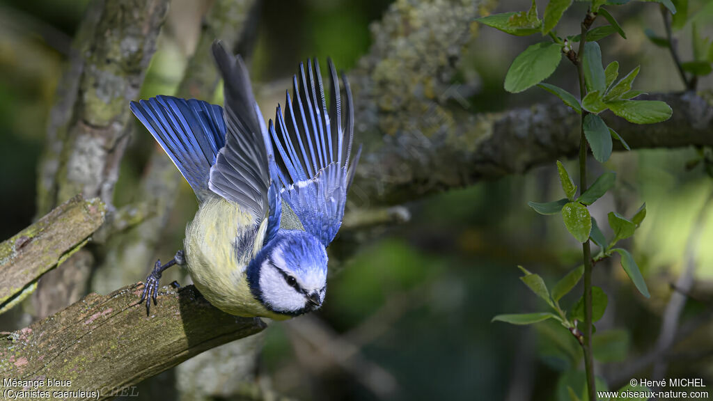 Eurasian Blue Tit