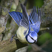 Eurasian Blue Tit