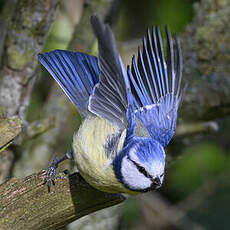 Mésange bleue