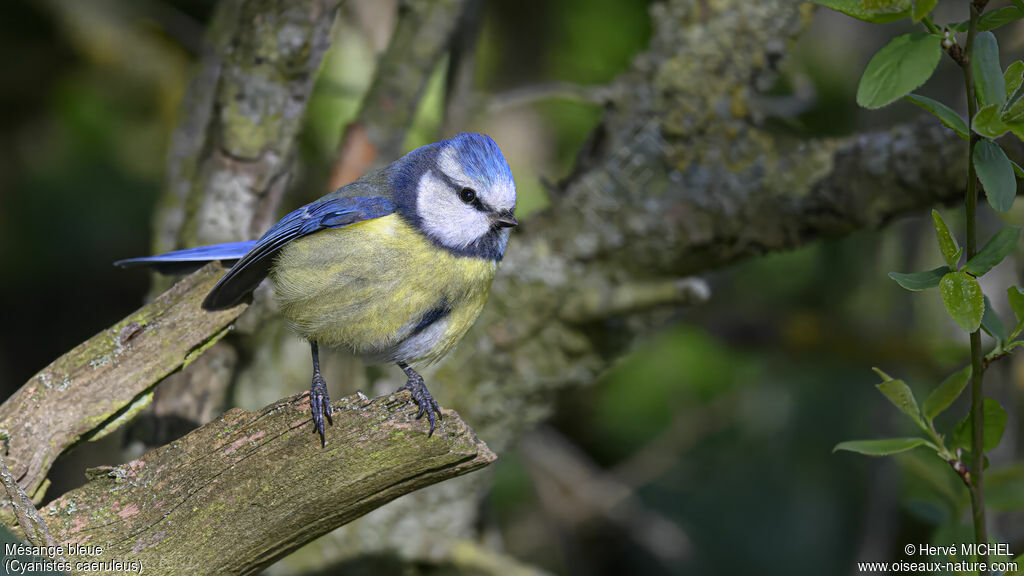 Mésange bleue