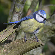 Eurasian Blue Tit