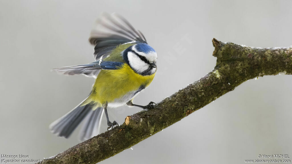 Eurasian Blue Tit