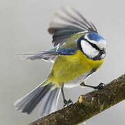 Eurasian Blue Tit