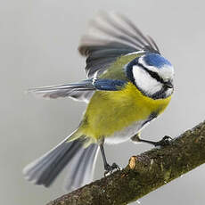 Mésange bleue