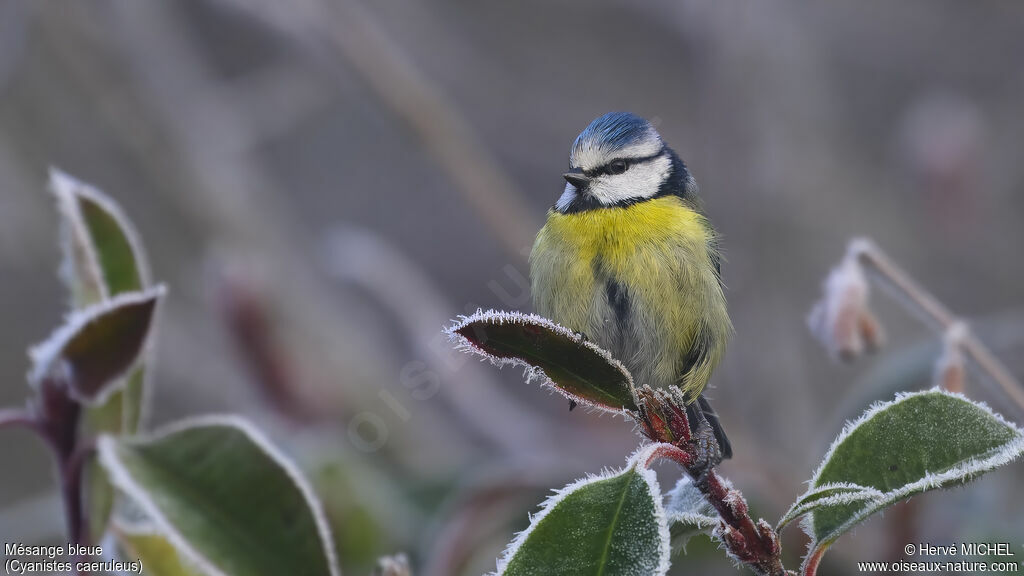 Mésange bleue