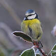 Mésange bleue