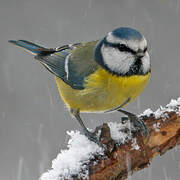 Eurasian Blue Tit