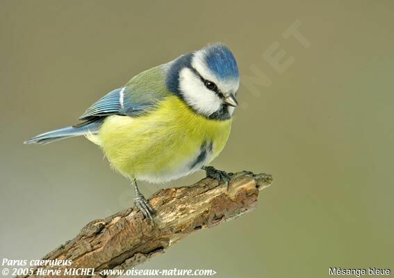 Eurasian Blue Tit