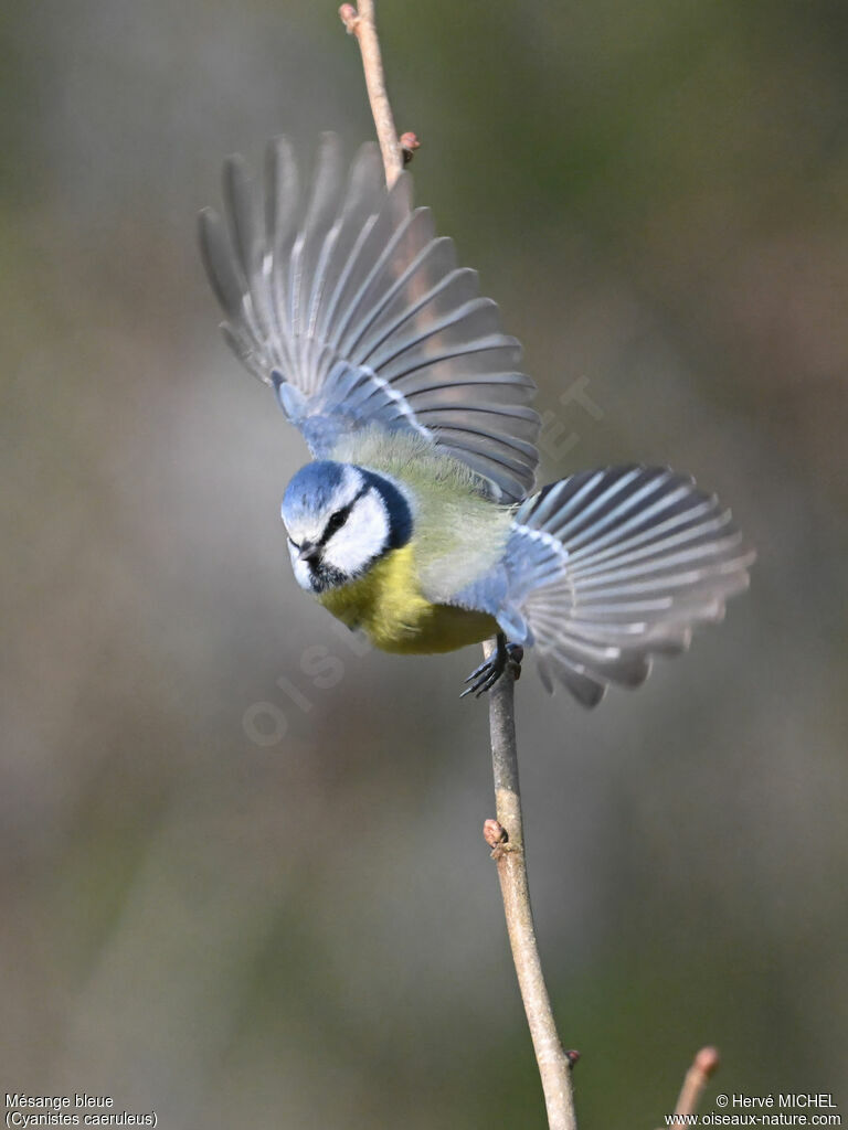 Eurasian Blue Tit