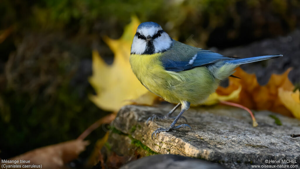 Mésange bleue