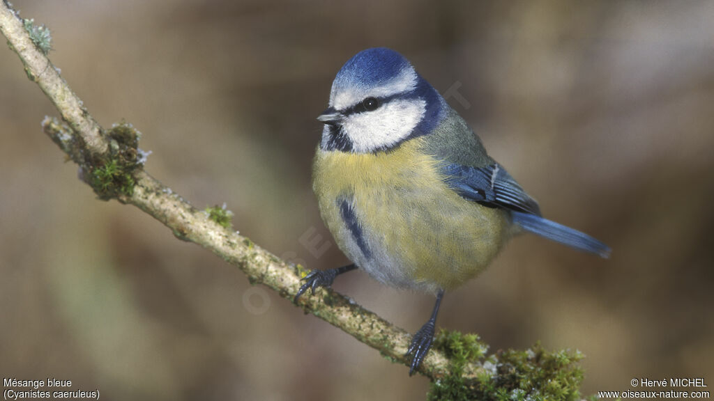 Mésange bleue