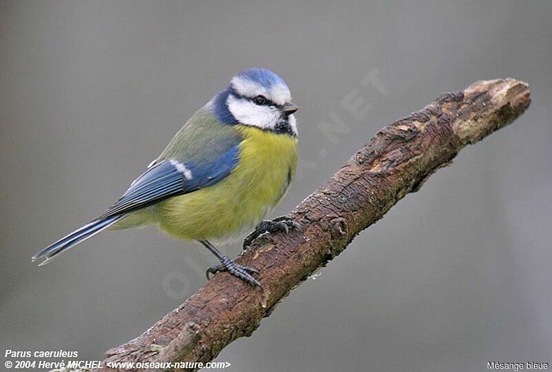 Eurasian Blue Tit