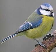 Eurasian Blue Tit