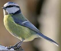 Eurasian Blue Tit