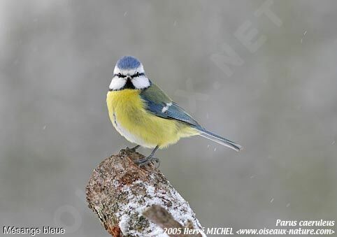 Eurasian Blue Tit