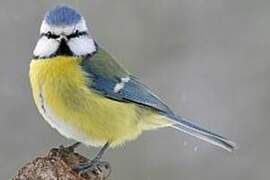 Eurasian Blue Tit