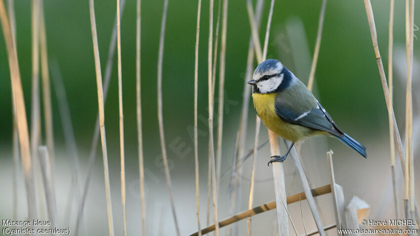 Mésange bleueadulte