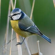 Eurasian Blue Tit