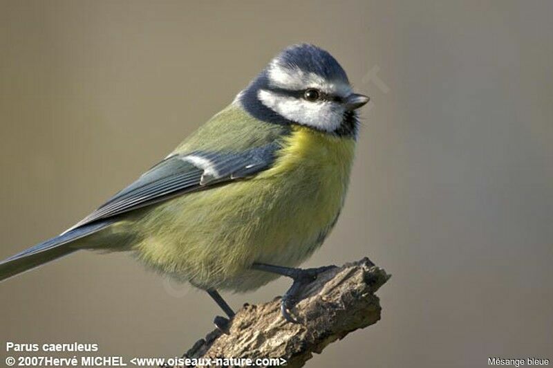 Eurasian Blue Titadult