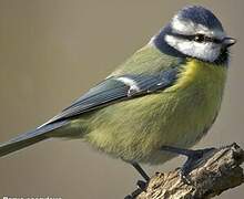 Eurasian Blue Tit