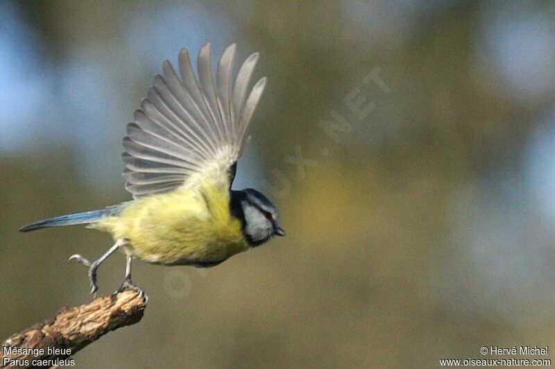 Mésange bleueadulte