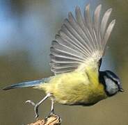 Mésange bleue