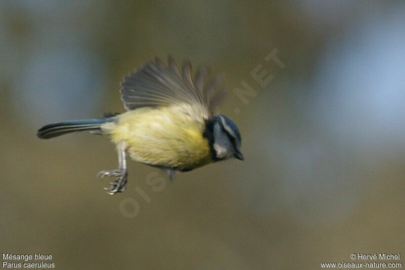 Mésange bleueadulte