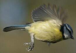 Eurasian Blue Tit