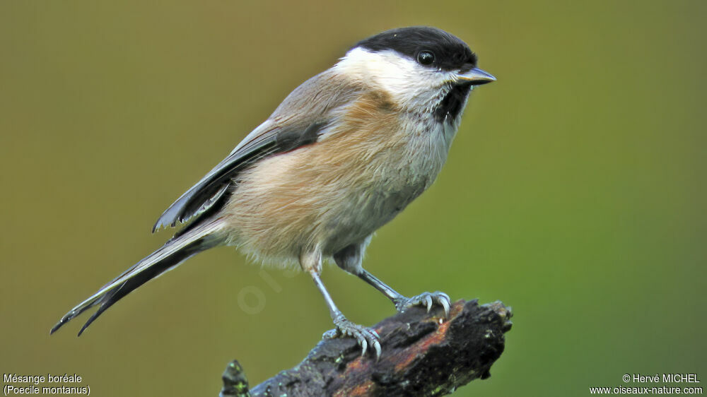 Willow Tit