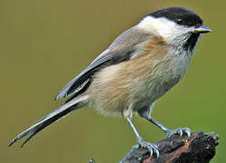 Willow Tit