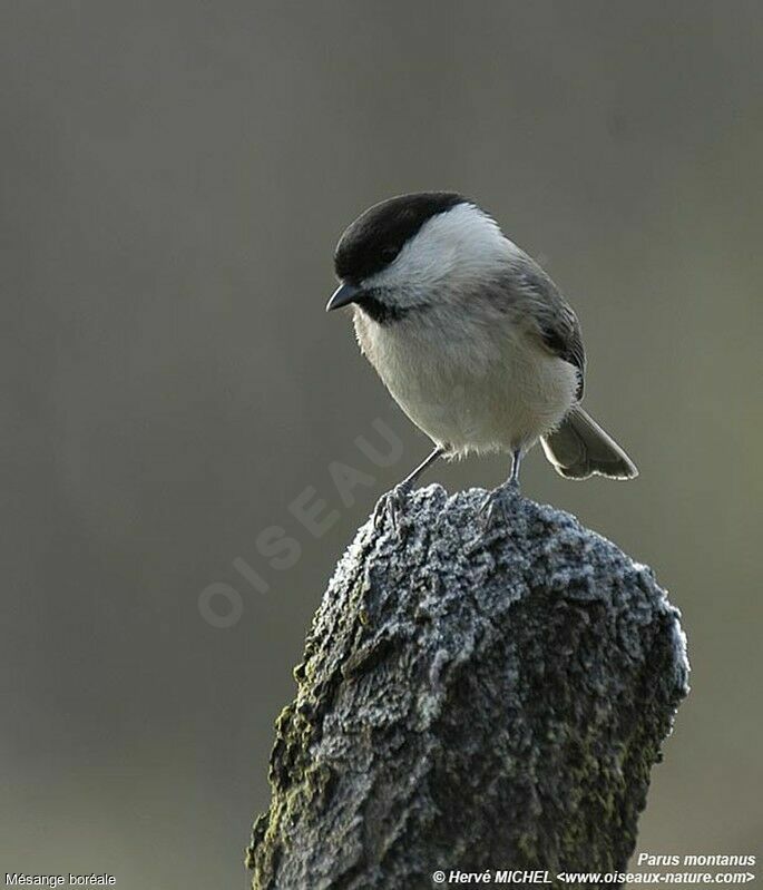 Willow Tit