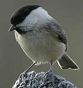 Willow Tit