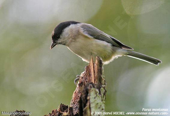 Mésange boréale