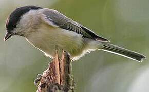 Willow Tit